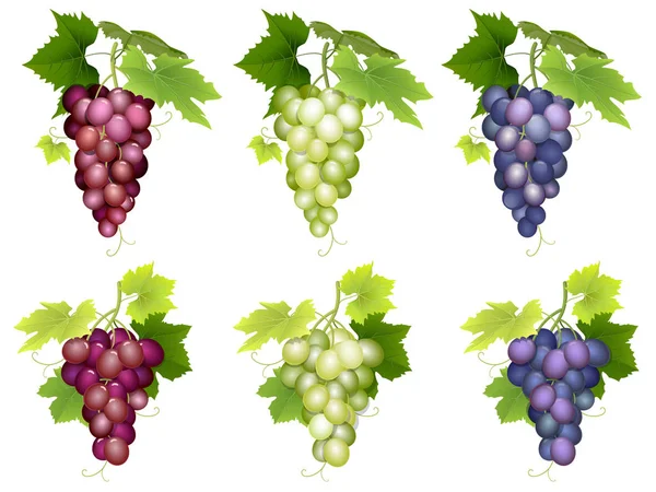 Cambada de uvas diferentes variedades — Vetor de Stock