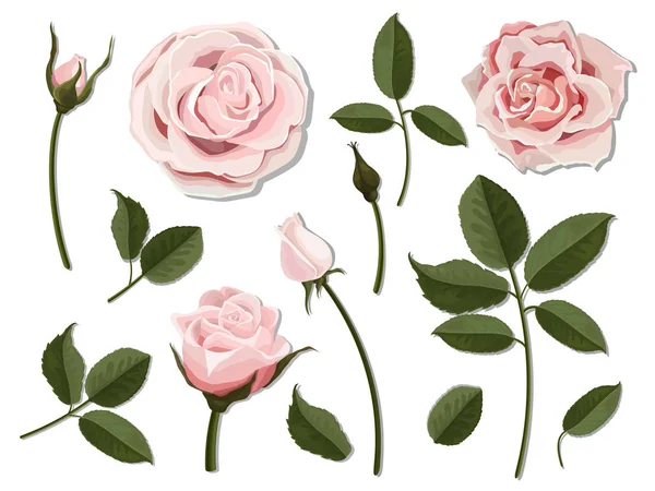 Conjunto de rosa rosa partes de flores — Archivo Imágenes Vectoriales