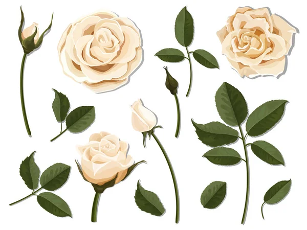 クリーム色のバラの花パーツのセット — ストックベクタ