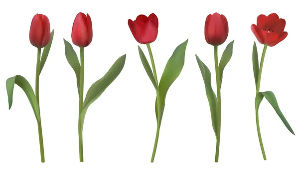 Realistic vector tulips — Stock Vector