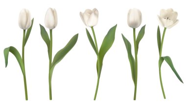 Beyaz gerçekçi vektör laleler