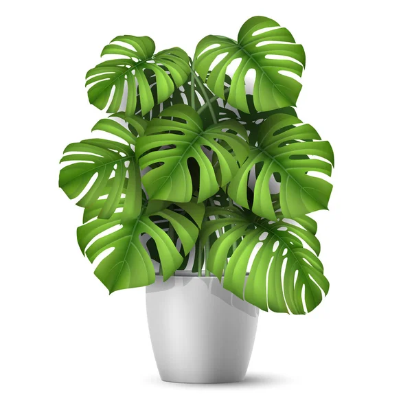 Vector realista Monstera en una olla . — Vector de stock