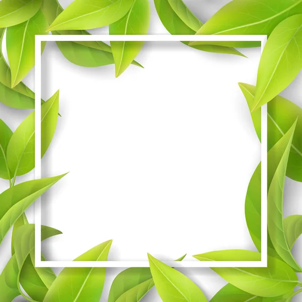 Zielone Liście Łagodny Białą Ramkę Szczegółowe Liść Herbaty Roślin Lub — Wektor stockowy