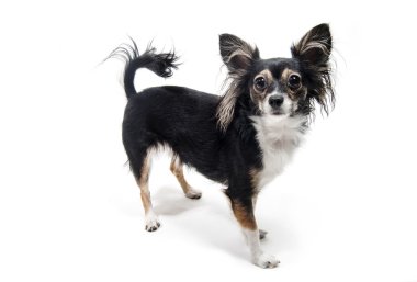 oyuncak terrier köpek ayakta beyaz izole