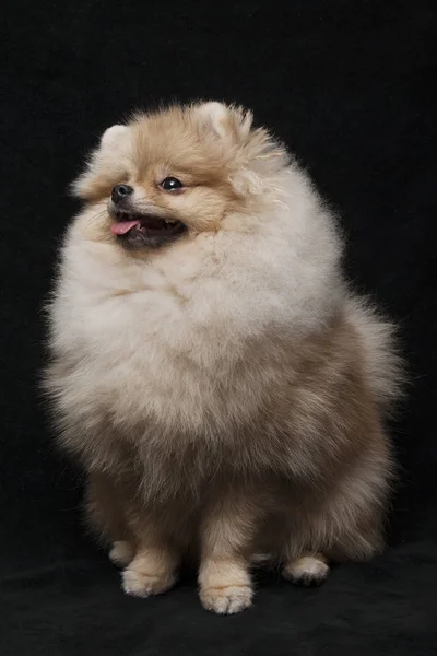 Foto del perro shpitz sentado sobre fondo negro —  Fotos de Stock