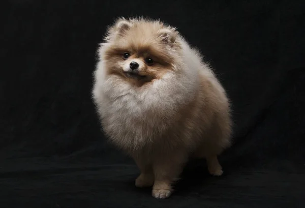 Foto del perro shpitz pomeraniano de pie sobre fondo negro —  Fotos de Stock