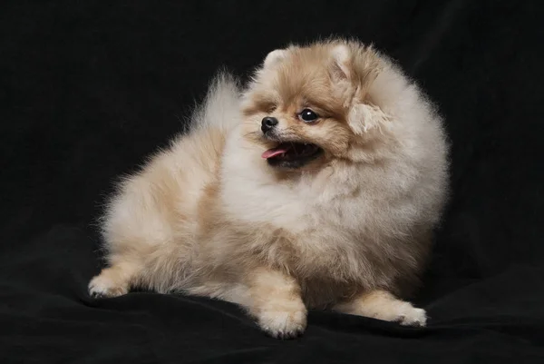 Foto del perro shpitz pomeraniano acostado sobre fondo negro —  Fotos de Stock