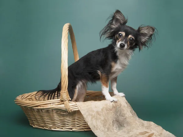 Nyfiken Känslomässiga Toy Terrier Hund Stående Korg Gröna Studio Bakgrund — Stockfoto
