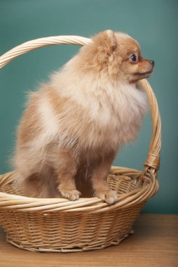 Şirin komik spitz köpek sepeti yeşil zemin üzerine