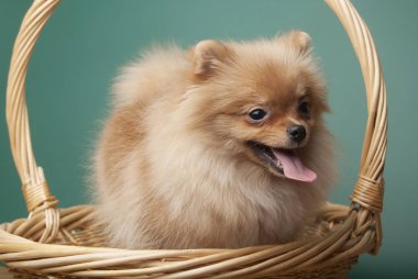 Şirin komik spitz köpek sepeti yeşil zemin üzerine