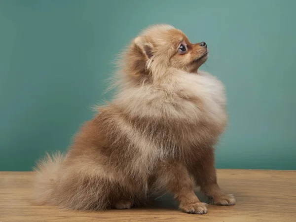 Ute Perro Spitz Divertido Sentado Fondo Estudio Madera Verde —  Fotos de Stock