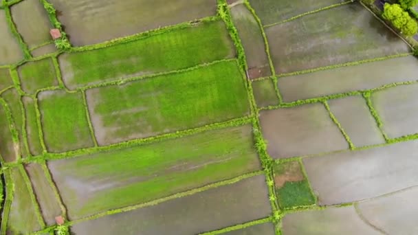 Рисові плантації. сільське господарство, відеозйомки з неба полів — стокове відео