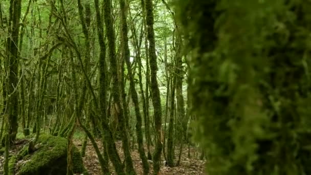 Moos auf Bäumen, Wald, Defokus, Wald lizenzfreies Stockvideo