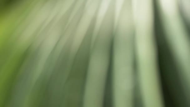 Feuilles floues, fond d'abstraction vert — Video
