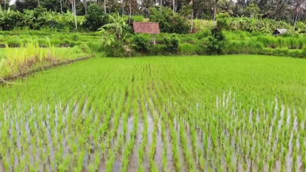 Rice plantations. agriculture, video filming from the sky of fields. rice plantations — 비디오