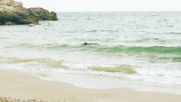 Dog Playing with Stick on Beach — Stock video