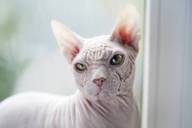 Sphynx hairless cat with green eyes on a window background. For 