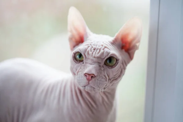 Sphynx hairless cat with green eyes on a window background. For