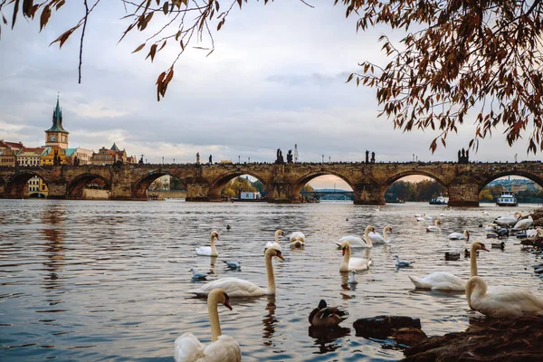 Prag, Çek Cumhuriyeti / 01 Kasım 2019: Kuğular Prag 'da Charles köprüsü ve Legii köprüsü yakınlarında yüzüyor. Popüler turistik cazibe