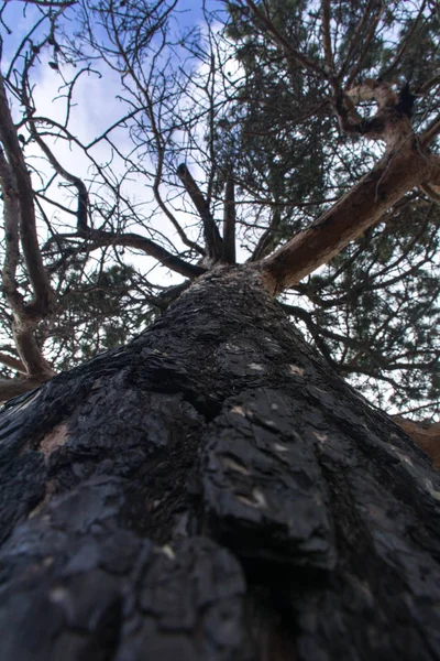 One Tree Stands Hill Old Pine Larch — Stock Photo, Image