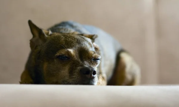 Lindo Perro Toy Terrier Tumbado Una Manta Mirando Distancia — Foto de Stock