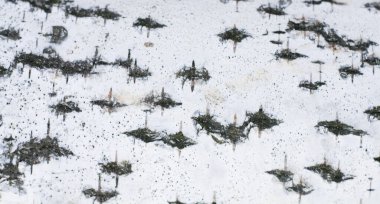 arka plan testere ağacı, kütük, doğal ahşap doku