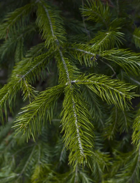 Grüne Zedernzweige Holz Wald Natürliche Natur — Stockfoto