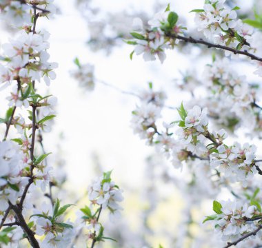 Bahar çiçeklerinin arka planı. Güzel doğa çiçek açan ağaçlar. Güneşli bir gün. Bahar çiçekleri. Güzel bahçe. Bulanık arkaplan. Baharda
