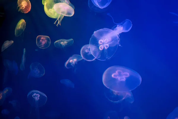 Meduse Mare Acquario — Foto Stock