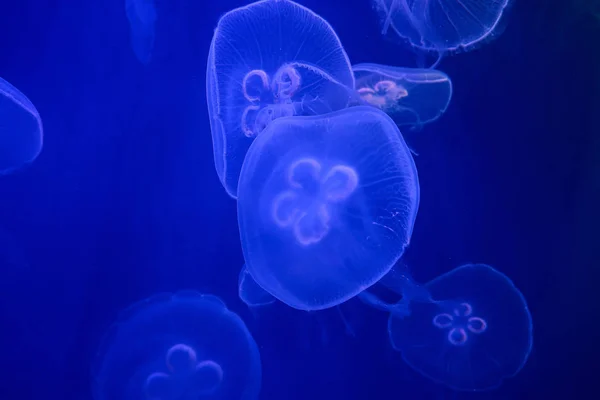 Sea Jellyfish Aquarium — Stock Photo, Image