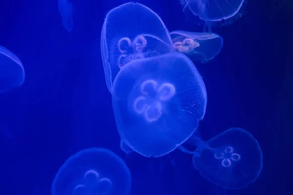 Méduses Mer Aquarium — Photo