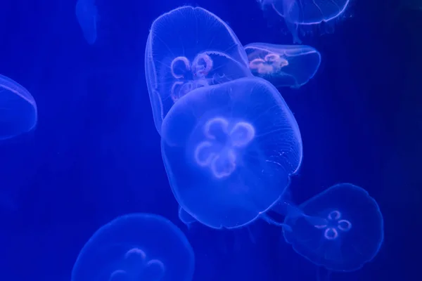 Medusas Mar Acuario —  Fotos de Stock