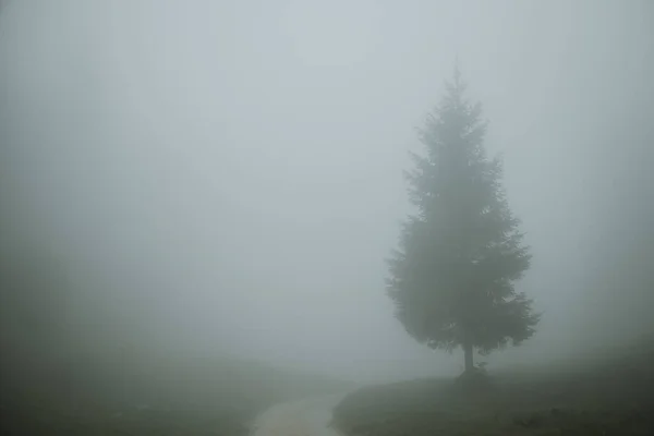 Lonely Coniferous Tree Standing Horizon Aside Gravel Road Leading Green — Stock Photo, Image