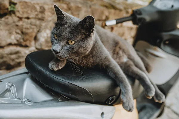 Curious gray cat with yellow eyes looking outside of the image and lying on the leather seat of the scooter parked on the street in the shadow during the hot summer afternoon.