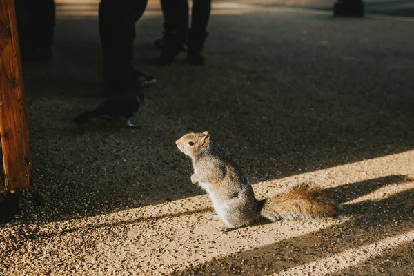 Yksi Harmaa Utelias Pörröinen Orava Seisoo Auringon Valossa Odottaa Kioskin — kuvapankkivalokuva