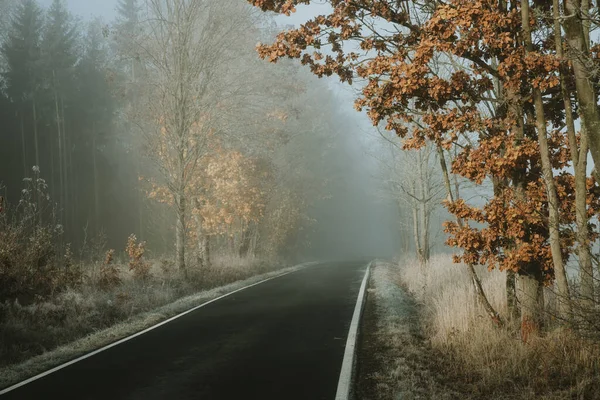 Black empty road leading to the forest with the edge of the tree with orange leaves standing nearby during frosty foggy morning in late autumn.