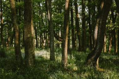Gün ışığıyla aydınlanan küçük mavi çiçek grubu güneş doğarken bahar mevsiminde yaprak döken ormanın gövdeleri arasında.