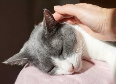 Evcil uyuyan bir kediyi okşamak