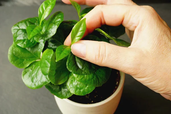 Folhas verdes de plantas de café Arábica jovens entre dois dedos de uma mulher madura que gentilmente pegou duas folhas entre o polegar e o indicador no fundo preto — Fotografia de Stock