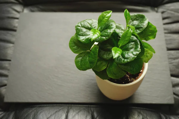 Success in home gardening idea and plant background with young, delicate green seedling of Arabica coffee plant in white flower pot on black background, with copy space — Stock Photo, Image