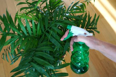 Bitki ilaçlama ve ev bitkisi bakımı. Yeşil, küçük palmiye ağaçları bir kadının elindeki yeşil plastik şişeden püskürtülmüş. Ev bitkisi yetiştirme, bitki zararlılarına karşı önleme, bakteri hastalıkları, gübreleme ve ev hobisi gibi bahçe işleri.