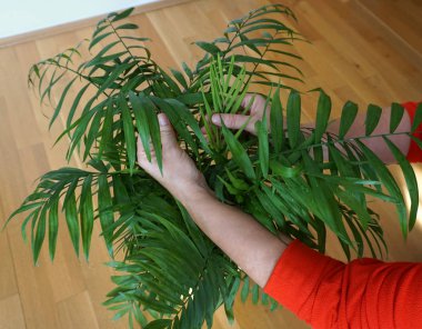 Chamaedorea, yaprakları kadın eli olan küçük yeşil palmiye ağacını zarifleştirir. Ev bitkilerinin korunması ve bakımı, yaprak bitleri ve böceklere karşı önleme, bakteriyel ve viral ev bitkileri hastalıkları. Botanik, bahçıvanlık ve tarım hobi olarak