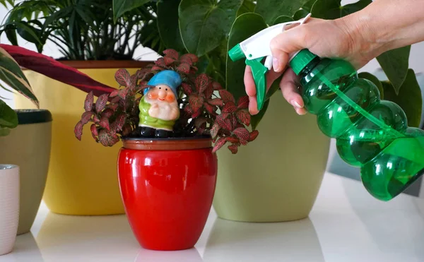 Plantaardige bescherming met de hand van de vrouw met groene plastic fles met vloeistof voor het spuiten en kamerplant bescherming en verzorging. Huishoudelijke chemicaliën en toxische stoffen in het huishoudconcept — Stockfoto