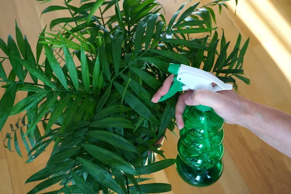 Plant Spraying Houseplant Care Houseplant Green Small Palm Trees Sprayed — Stock Photo, Image