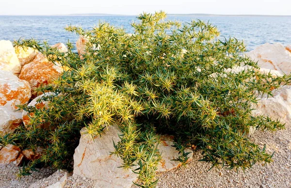 Dziki krzak na wybrzeżu. Roślina z ostrymi, kłującymi liśćmi i pączkami kwiatu żółtego koloru, który rośnie na skałach nad morzem na chorwackim wybrzeżu, w słoneczny letni dzień — Zdjęcie stockowe