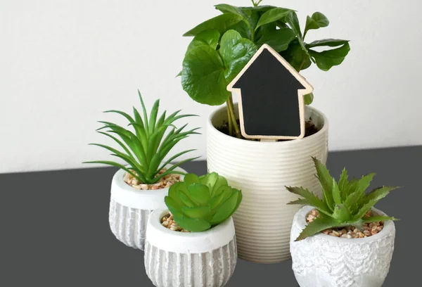 Zimmerpflanzen in Töpfen. Sammlung grüner Pflanzen als Wohndekoration mit kleiner schwarzer Kreideschreibtafel in der Mitte — Stockfoto