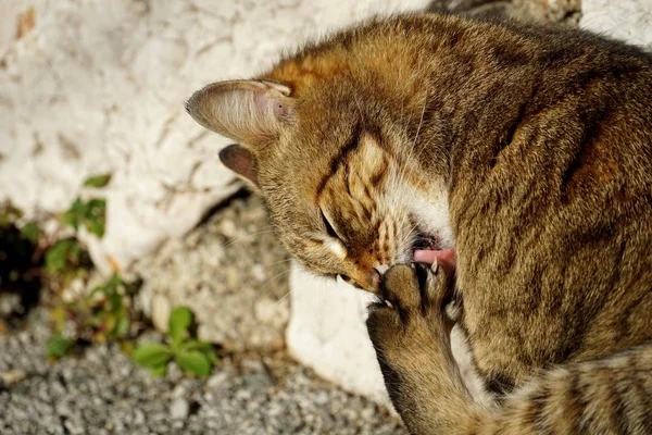 Tekir kedisi avluda patisini yalıyor. Hijyen uygulayan, güneşli bir günde patisini ve hayvan kıllarını temizleyen evcil bir kedi.