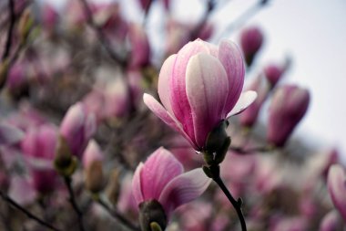 Magnolia ağacı çiçeği. Bulanık arkaplanda çiçek açan güzel Magnolia çiçekleri.