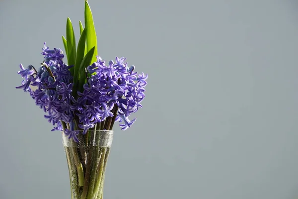 Jacinto Morado Jarrón Fondo Floral Con Jacinto Flor Primaveral Color — Foto de Stock