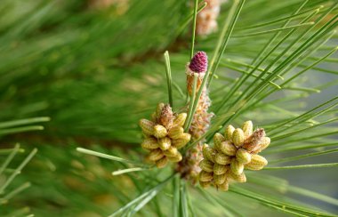 Çam kozalağı tomurcukları ve yeşil arkaplanda Pinus iğne yaprakları. Doğa arkaplan kavramı